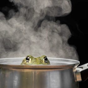 Comme une grenouille en temps de canicule : pourquoi ne sommes-nous pas mieux préparés ?