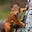 Red Squirrel's avatar