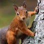 Red Squirrel's avatar