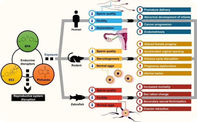Endocrine Disruptor - an overview | ScienceDirect Topics Endocrine Disruptor - an overview | ScienceDirect Topics