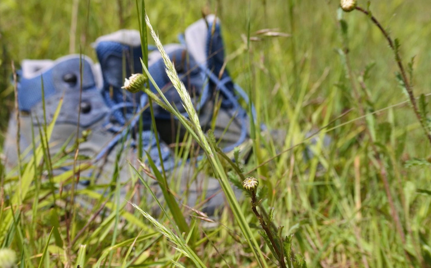 A pair of walking boots in the summer grass