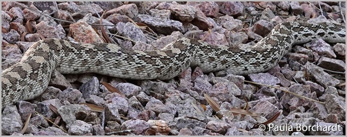 Close-up of a Gopher Snake, showing the pattern of its scales