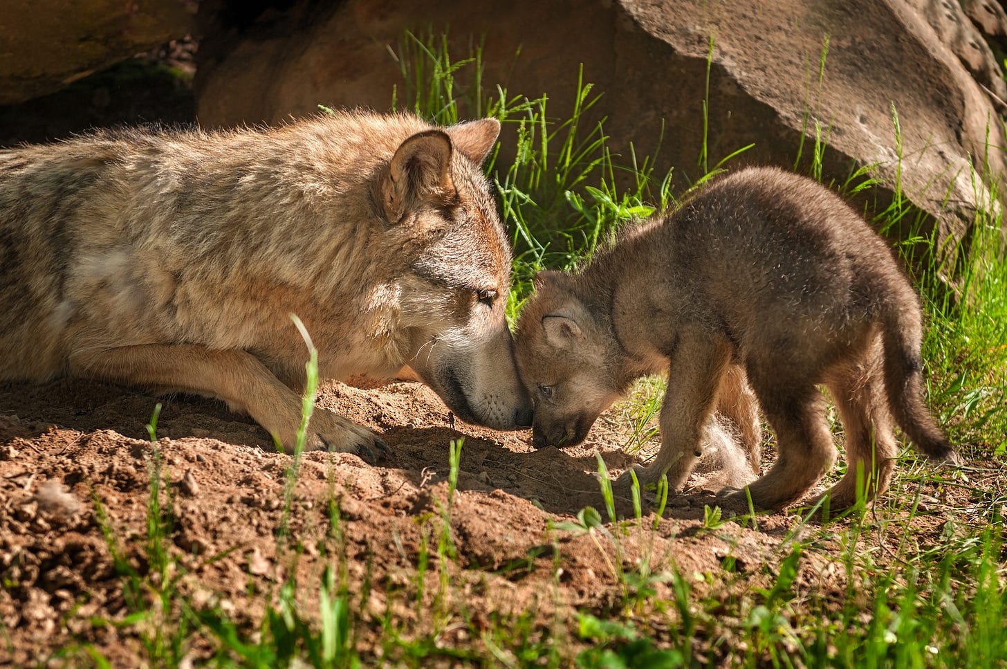 What is a Wolf Pup's Life Worth? | The International Wildlife Coexistence Network What is a Wolf Pup's Life Worth? | The International Wildlife Coexistence Network