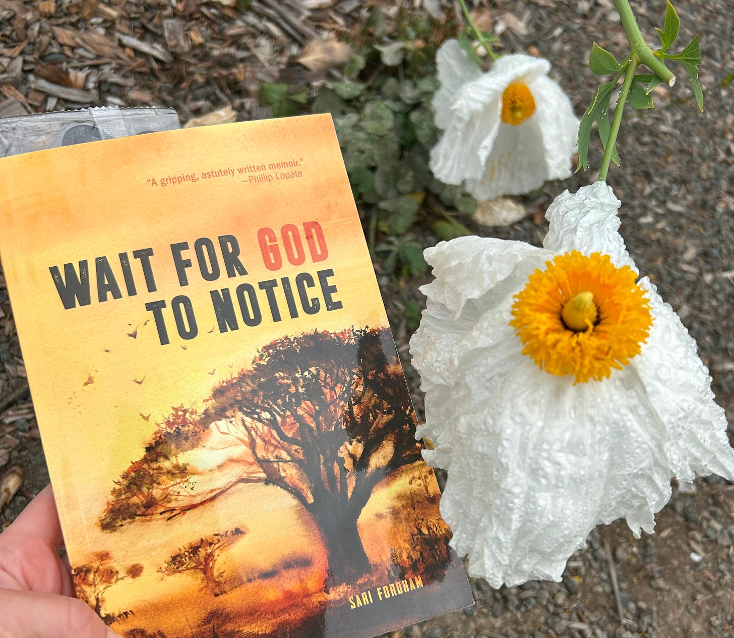 A picture of the book Wait for God To Notice by Sari Fordham with a large white poppy