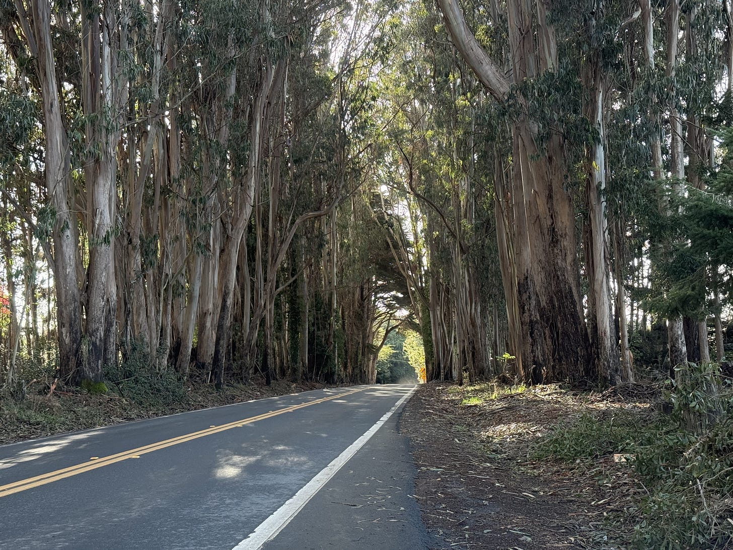 a grove of eucalyptus trees with a road going through