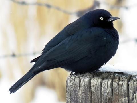Brewer's Blackbird Adult male