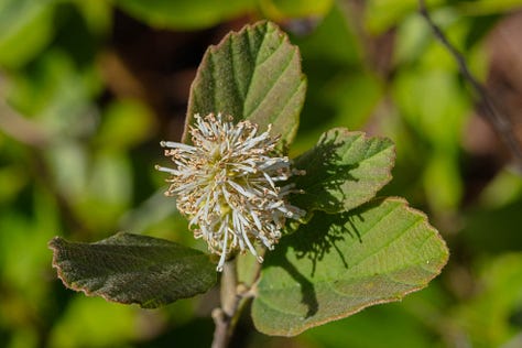 Three photos of a plant with short, bottlebrush-shaped white inflorescences, held by wide, wavy edged leaves