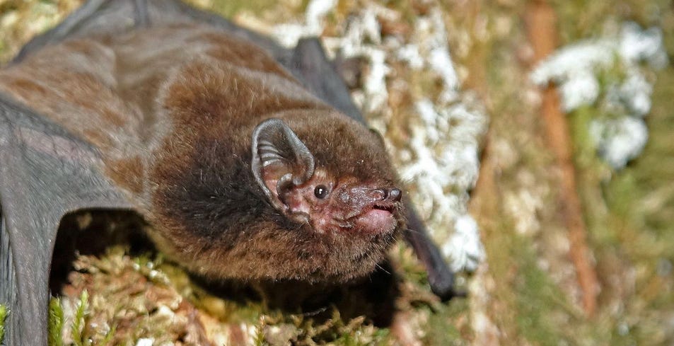 The tribes of Aotearoa