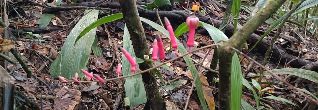A group of pink flowers growing out of the ground A group of pink flowers growing out of the ground