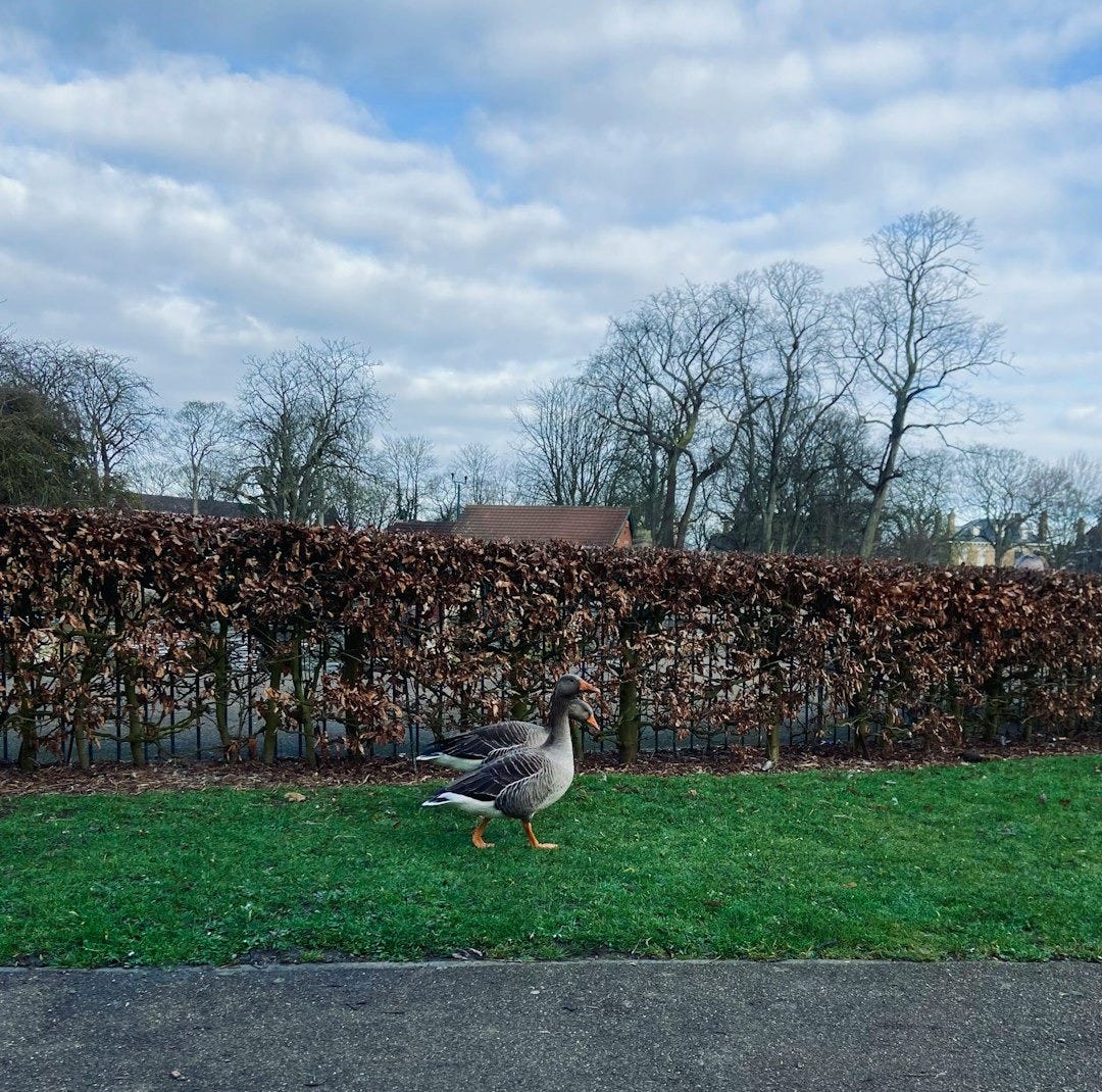 a bird walking in the grass near a fence