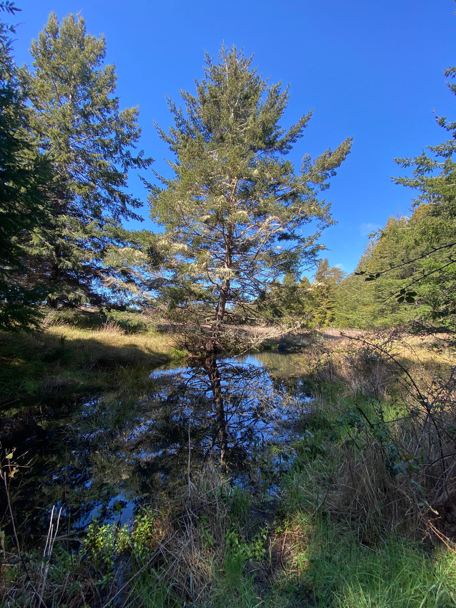 A small vernal pond with bits of the blue sky in it
