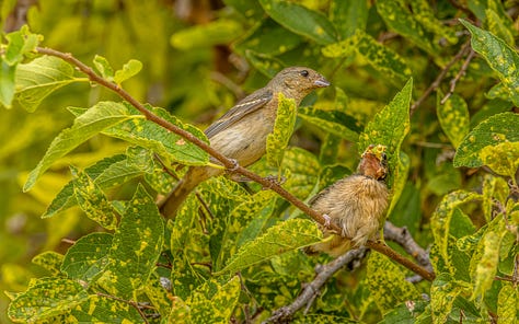 The female Lazuli Bunting arrives with a large, green grasshopper and then feeds it to her smallest fledgling.