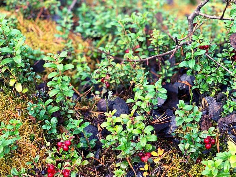 Lingonberry bushes grow over green moss and decaying black leaves. The shrubs themselves are green with small oblong leaves and the berries are bright red and circular.