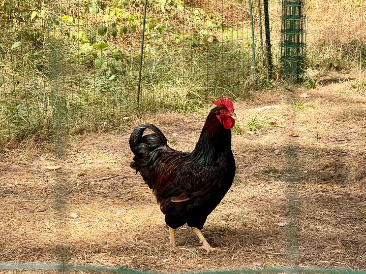 A black rooster in a grassy chicken run, and a man in a blue striped t-shirt holding a coffee mug in front of tapestries.