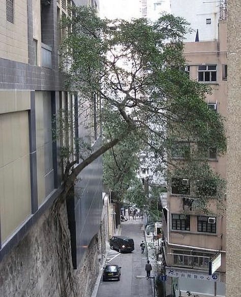 Trees learning to be in their worlds.