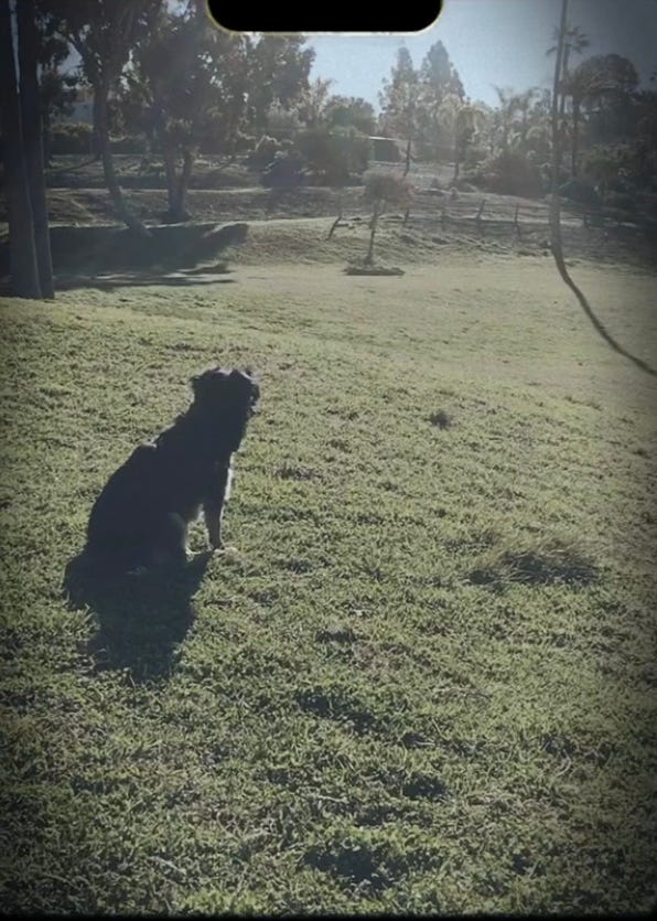 Teenie the dog at the park.