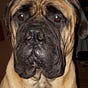 Asterix's avatar