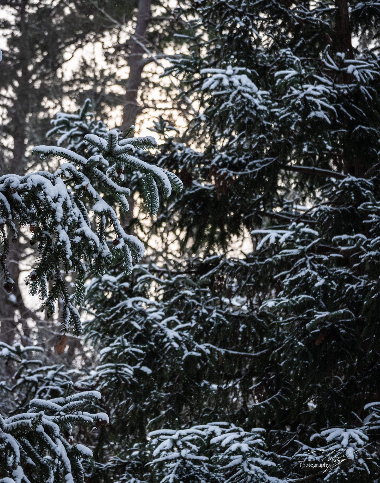 Snow covered evergreen branches before warm afternoon light in Athens, Ga