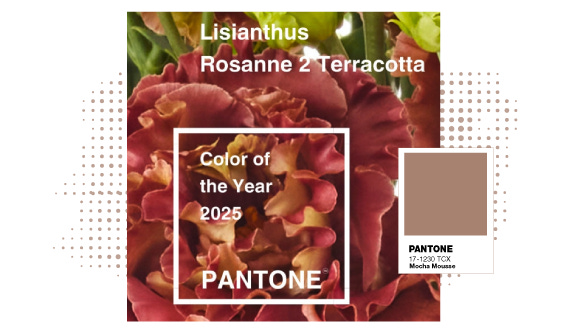 Image of colorful flower with a boring color swatched from it