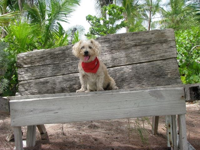 chip