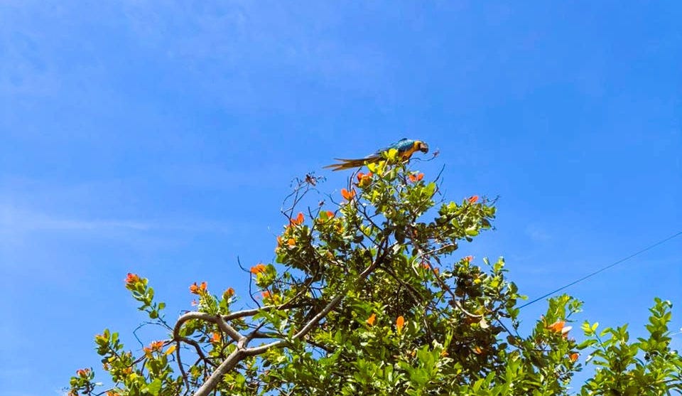 Jardim - Ondas de Sentido Jardim - Ondas de Sentido
