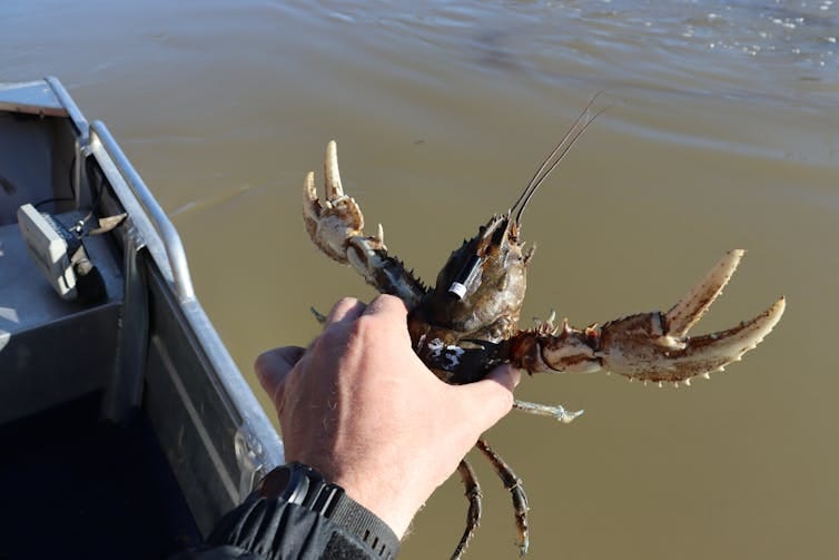A man lowers a tagged Murray crayfish into the river off the side of a boat.
