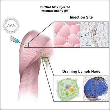 mRNA vaccine trafficking and resulting protein expression after intramuscular  administration - ScienceDirect