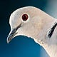 Musings from a Pigeon
