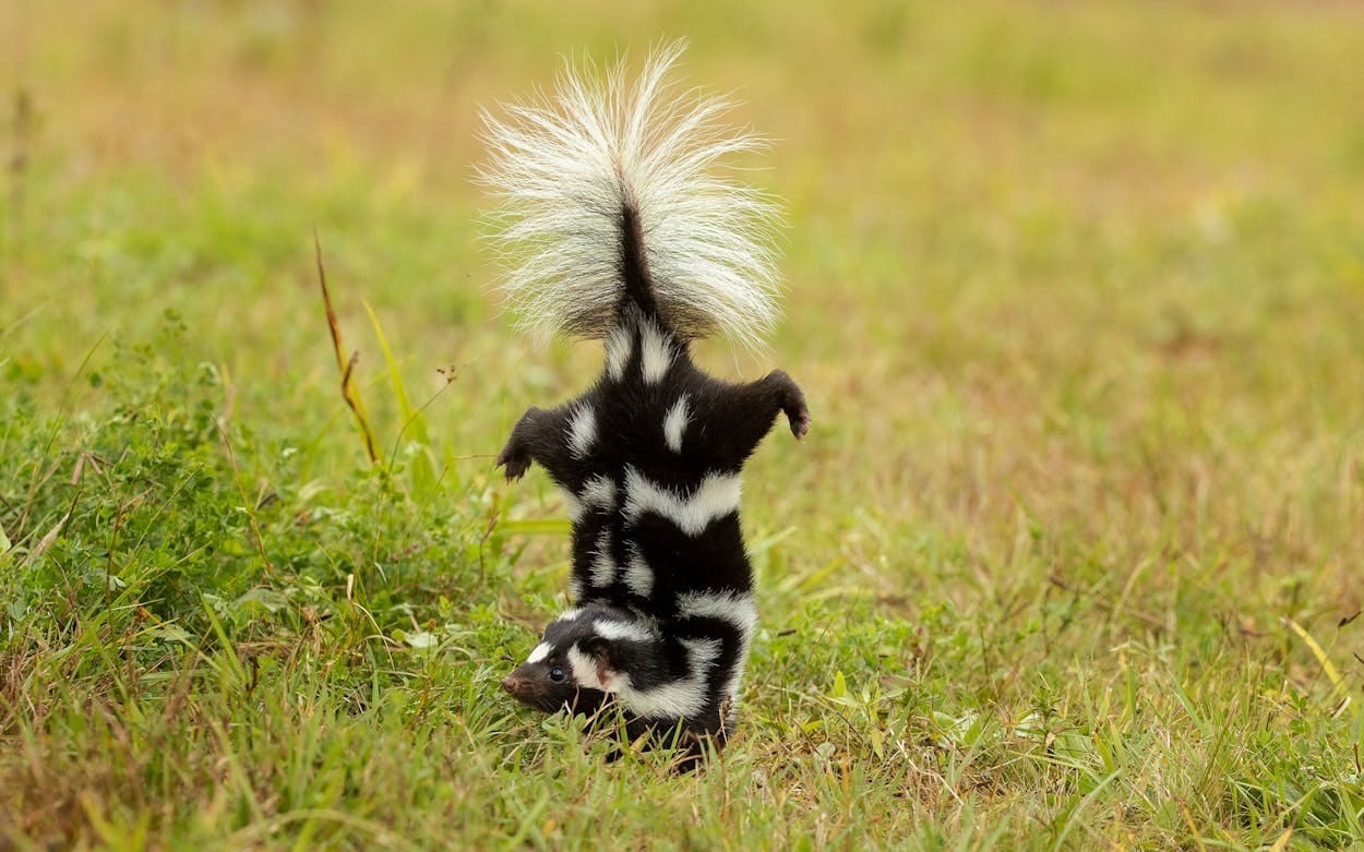 The Eastern spotted skunk. The Eastern spotted skunk.