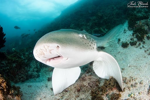 Leopard shark Leopard shark