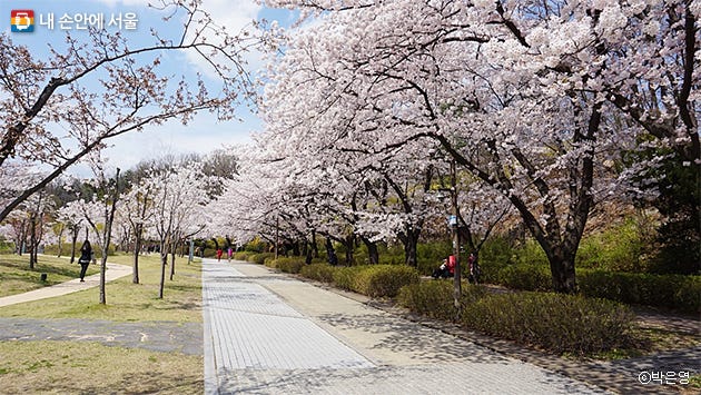 흐드러진 벚꽃길 황홀경 '북서울꿈의숲' > 내 손안에 서울 > 서울이야기 > 시민소통 > 정보소통광장 흐드러진 벚꽃길 황홀경 '북서울꿈의숲' > 내 손안에 서울 > 서울이야기 > 시민소통 > 정보소통광장