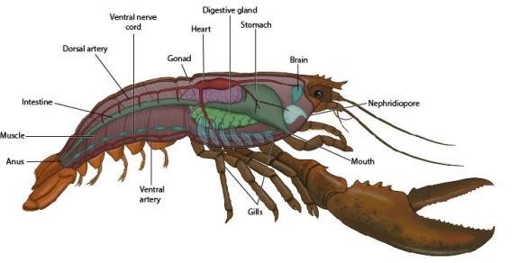 Lobster Rostrum OpenClaw - by Prof. Tom Yeh - AI by Hand ️