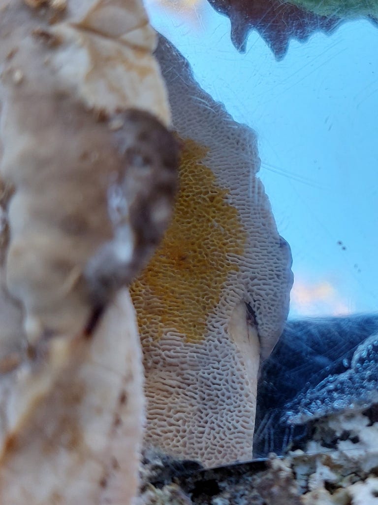A mushroom cap, out of focus, over a mirror reflecting blue sky and small, rectangle-ish pore under the mushroom cap A mushroom cap, out of focus, over a mirror reflecting blue sky and small, rectangle-ish pore under the mushroom cap