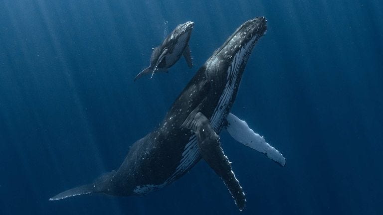The winning photograph of a mother humpback whale and her calf. Pic: Alvaro Herrero (Mekan)/UPY 2025