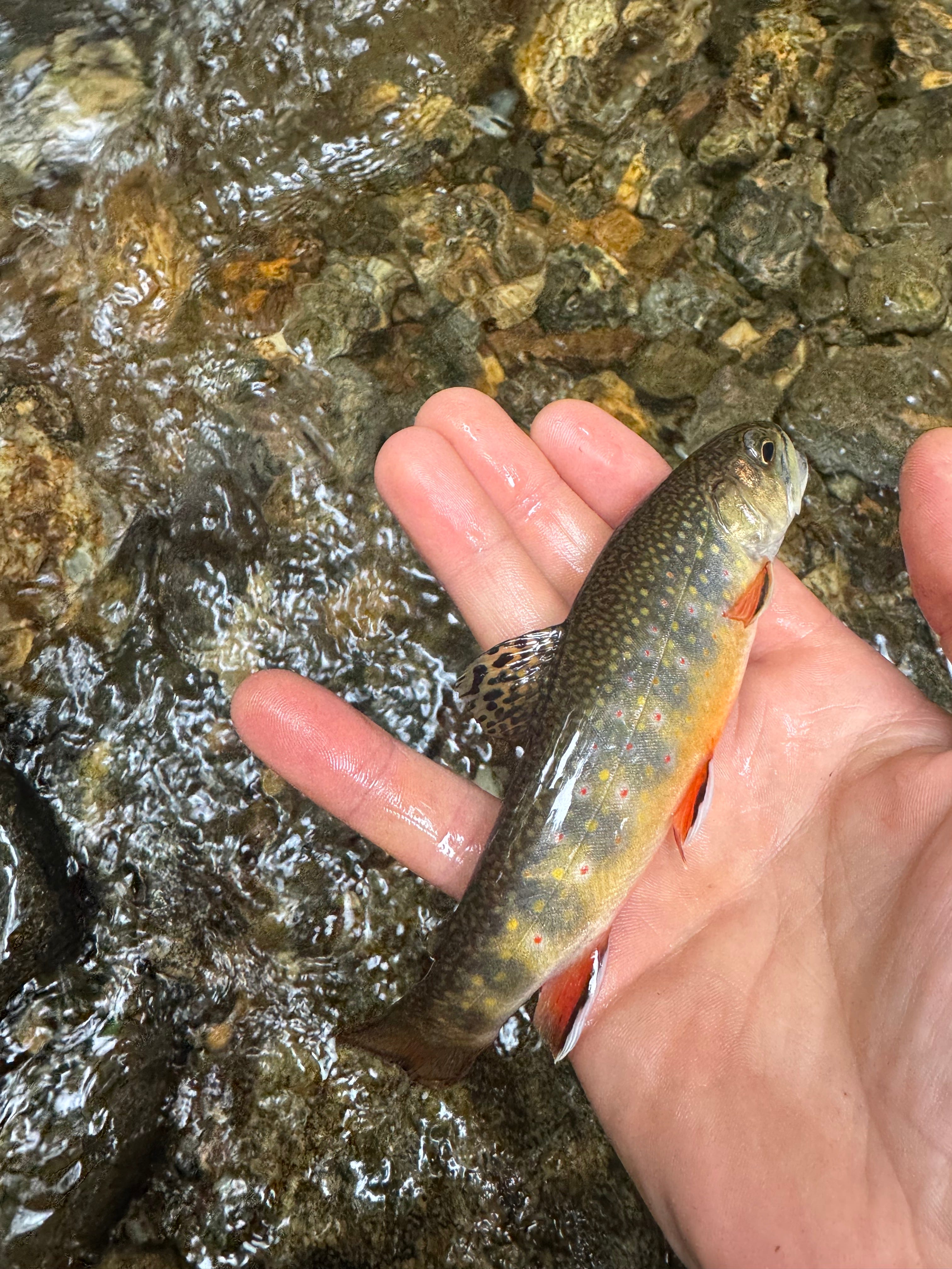 Dispatch 1: Passing Down What Saved Me