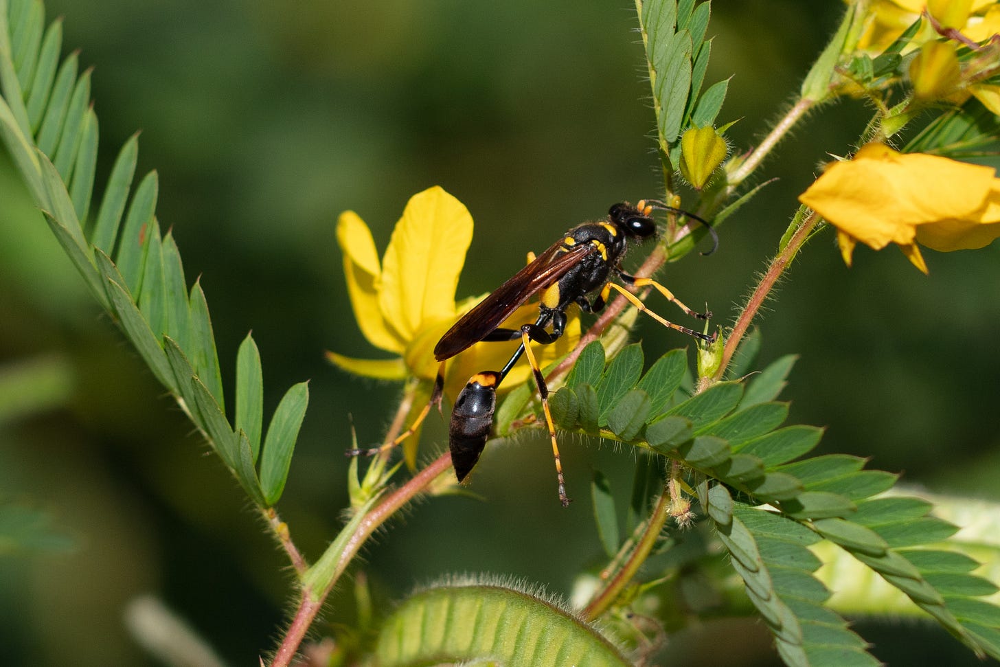 A black and yellow wasp (as described in more detail in the text) on a plant with yellow flowers, hairy reddish stems, and compound leaves with many long, thin leaflets. A black and yellow wasp (as described in more detail in the text) on a plant with yellow flowers, hairy reddish stems, and compound leaves with many long, thin leaflets.