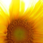 Welcome to The Red Tent!