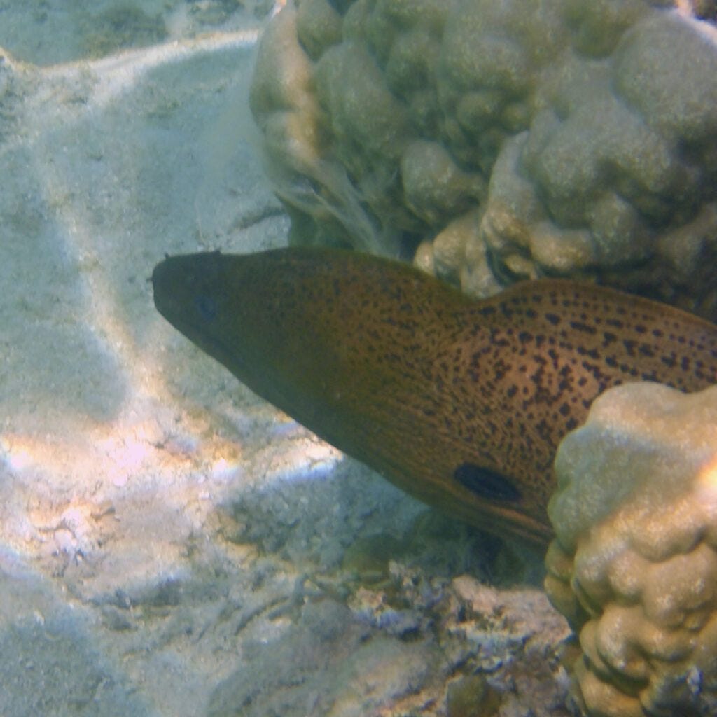 Yellow Edged Moray Eel Yellow Edged Moray Eel
