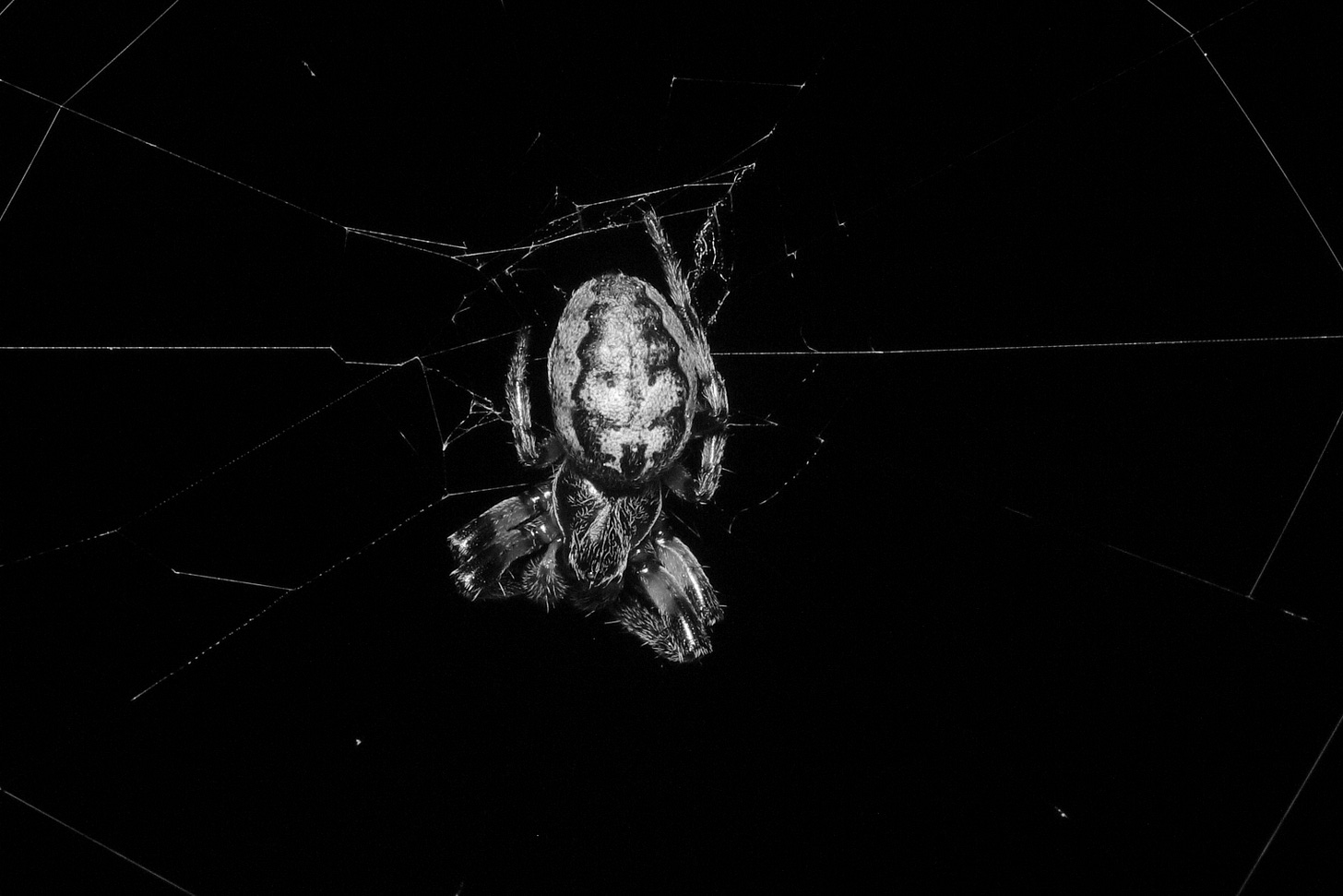 Black-and-white macro photo of the dorsal view of a furrowed orbweaver spider in the middle of her web against a black background. The spider's large, oval abdomen has a distinct leaf-like pattern, pale and sort of like a fern with very ovoid, rounded pinnae. Surrounding this is a black, scalloped border. The spider's four front legs are bent towards her body, two of her back legs are slightly extended back, and her other two legs are not visible in this photo. Her cephalothorax and legs are covered with fine, bristly hairs that catch the light. Her legs are banded with light and dark sections. Black-and-white macro photo of the dorsal view of a furrowed orbweaver spider in the middle of her web against a black background. The spider's large, oval abdomen has a distinct leaf-like pattern, pale and sort of like a fern with very ovoid, rounded pinnae. Surrounding this is a black, scalloped border. The spider's four front legs are bent towards her body, two of her back legs are slightly extended back, and her other two legs are not visible in this photo. Her cephalothorax and legs are covered with fine, bristly hairs that catch the light. Her legs are banded with light and dark sections.