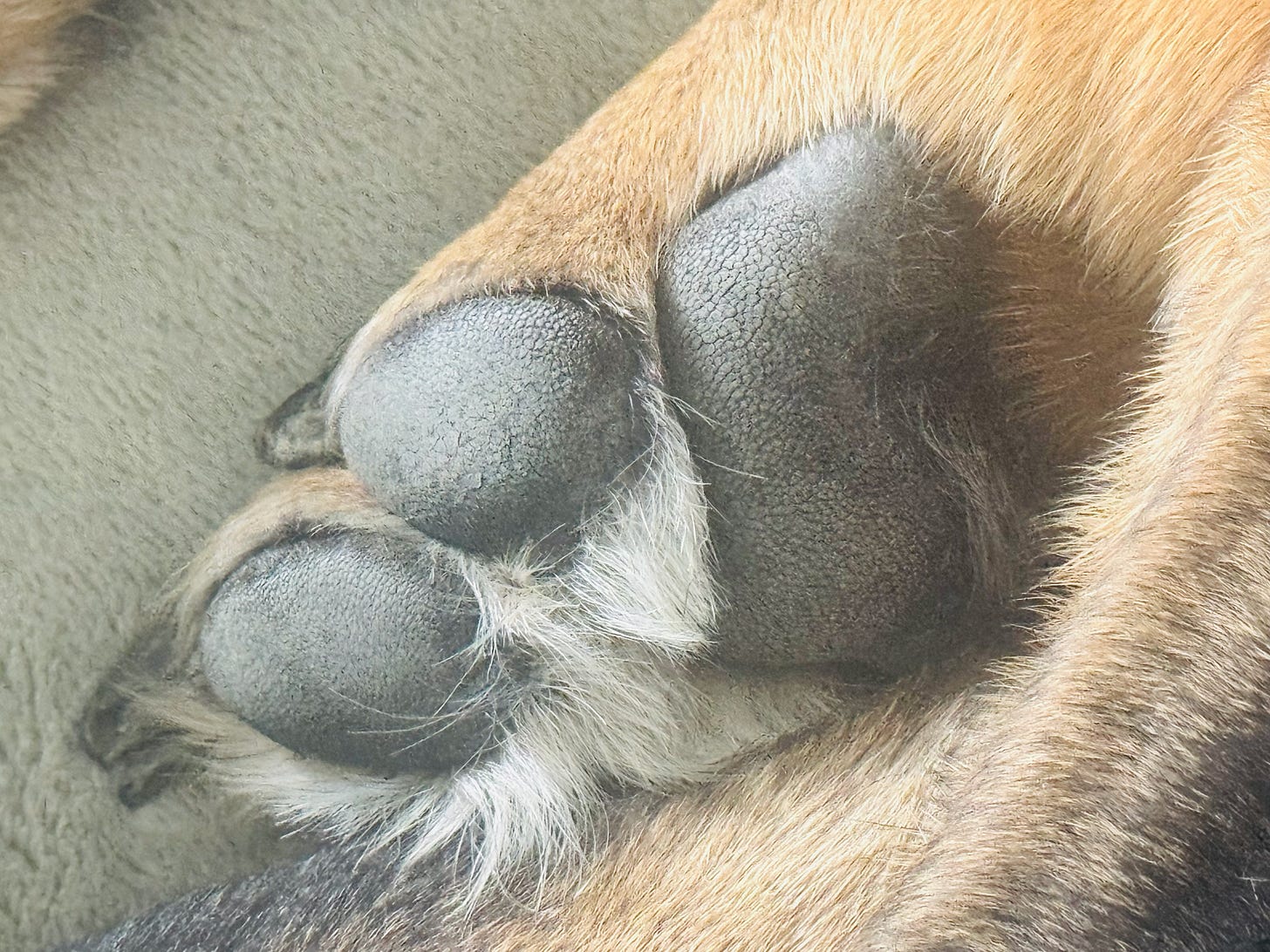 Archie's paw — black, tan, and white, the German Shepherd who mistook a shower for a napping spot