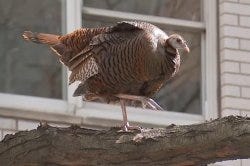 Celebrity turkey returns to Manhattan in search of a mate