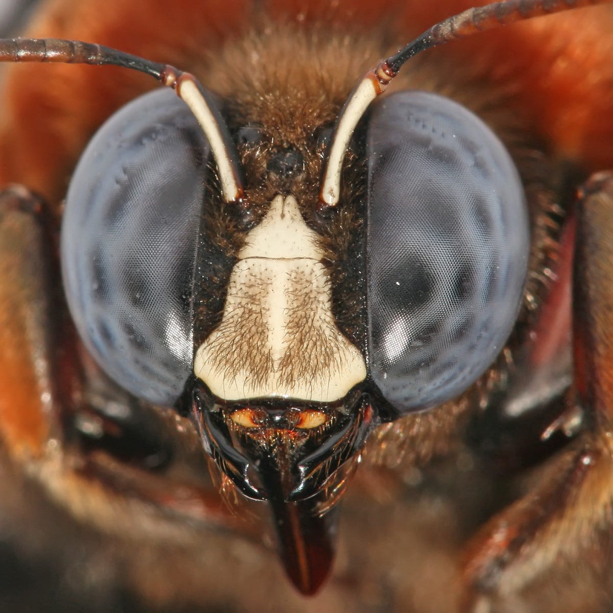 Bees, their eyes, and other interesting facts