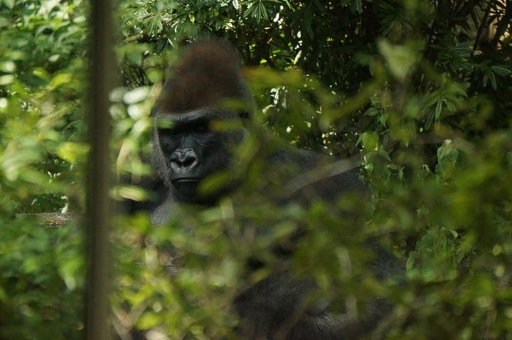 Portraits of a Bronx zoo gorilla