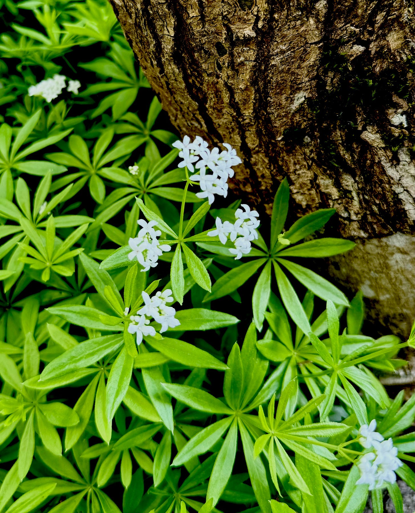 Sweet woodruff