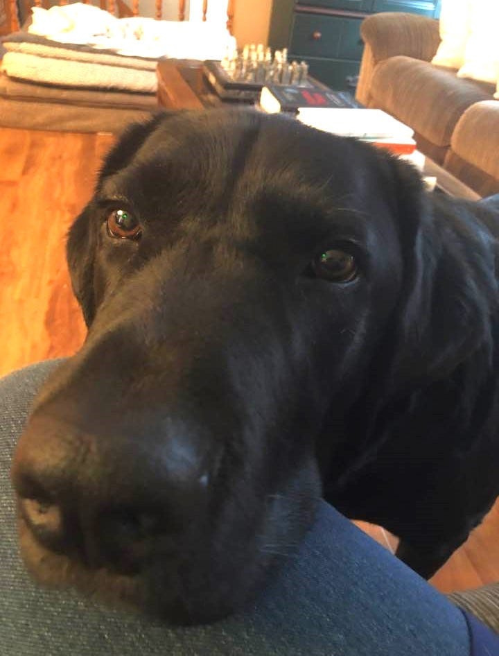 a closeup picture of Cooper, a black lab