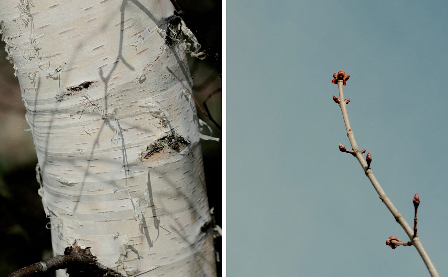 Birch tree trunk and branch