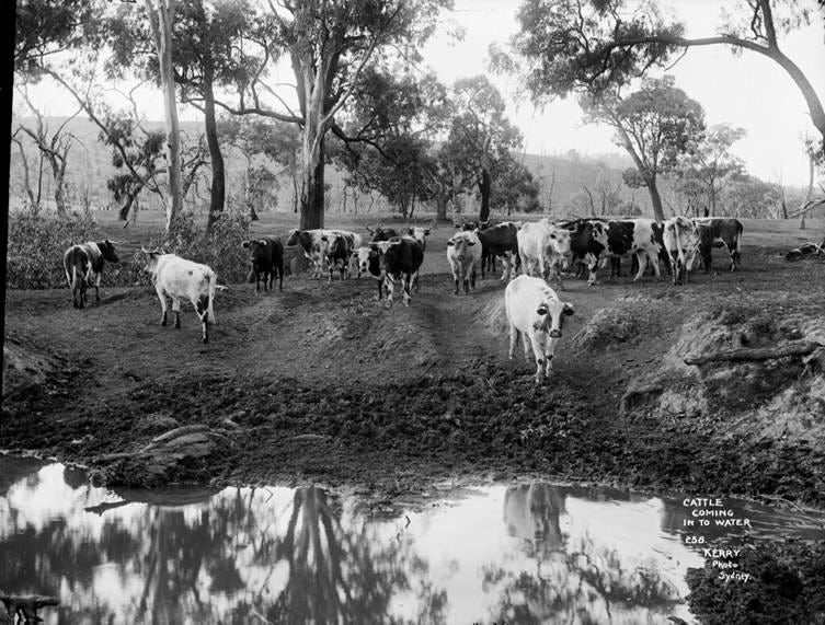 A herd of cows in a pasture

AI-generated content may be incorrect.