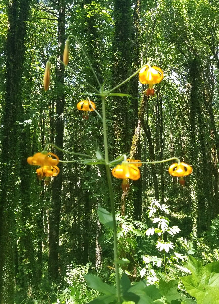 Light orange Columbia Lily stands with branched flowers in front of Forest trees