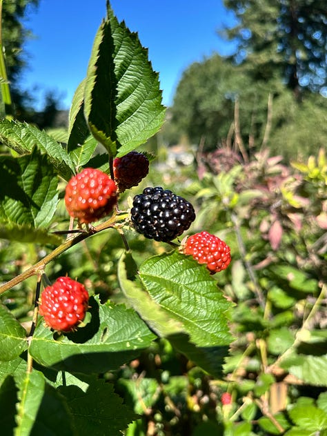 fruit and flowers bloom in the food forest