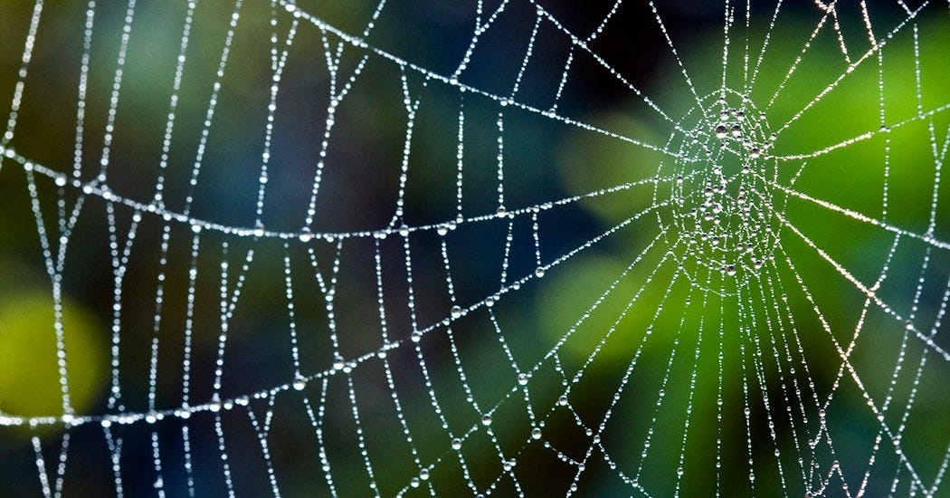Six Surprising Facts About Spiderwebs - JSTOR Daily